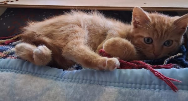 WEASLEY