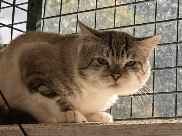MERLIN