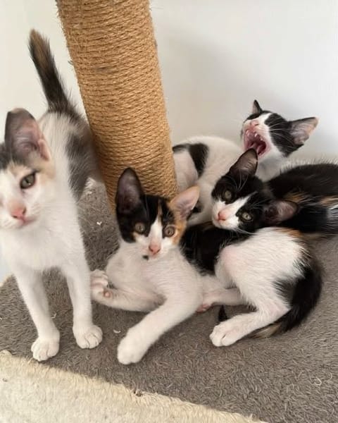 POUTIOU
