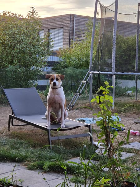 ELLIOT, mâle BERGER CREOLE, né le 25/06/2023 🌜