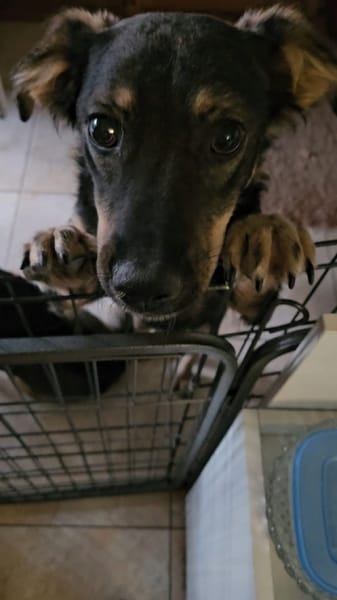 Benji