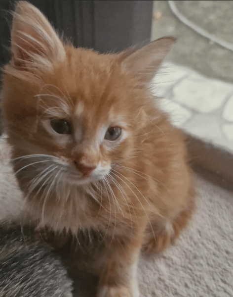 ED