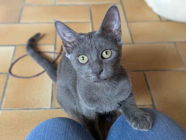 BALINA