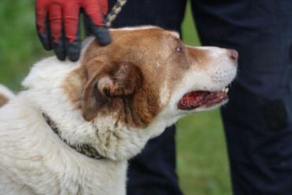 Juka - für hundeerfahrene Familie