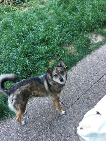 Lilly - Mensch mit Geduld gesucht