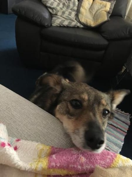 Lilly - Mensch mit Geduld gesucht