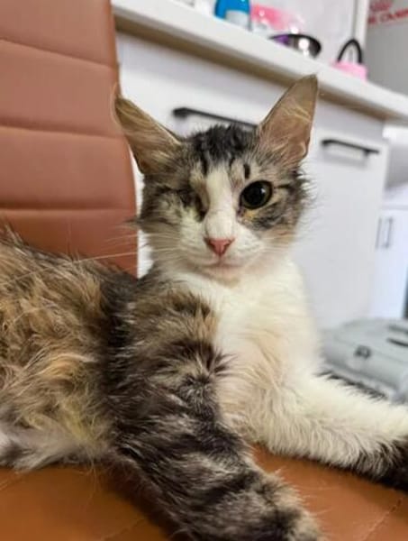 Chiara - Prinzessin Rosanase sucht Kuschelplatz