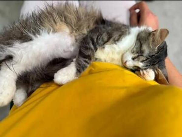 Chiara - Prinzessin Rosanase sucht Kuschelplatz