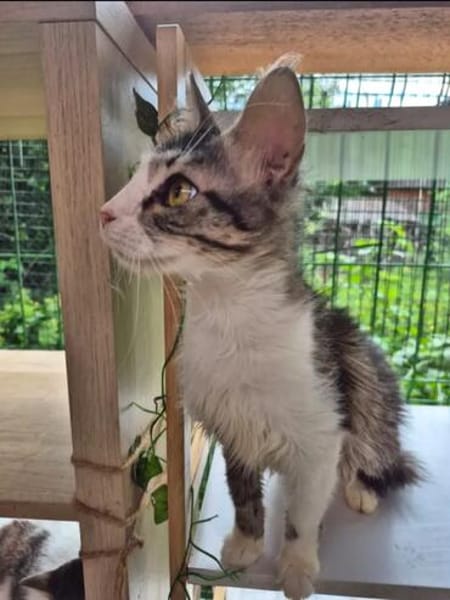 Chiara - Prinzessin Rosanase sucht Kuschelplatz