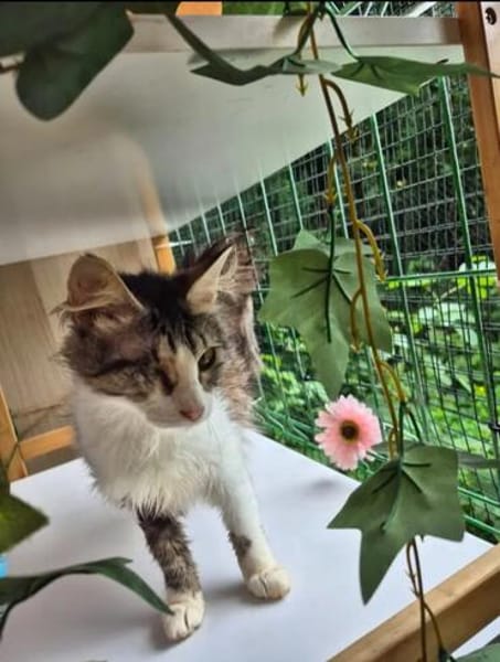 Chiara - Prinzessin Rosanase sucht Kuschelplatz