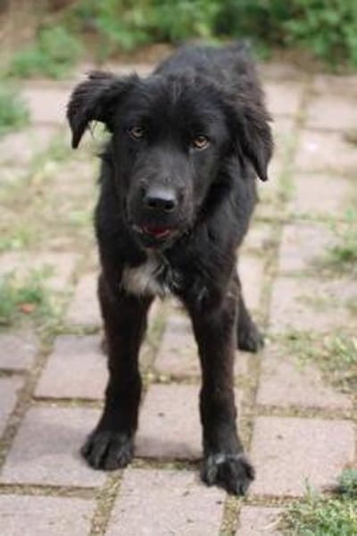 Negra - liebenswertes Hundemädchen