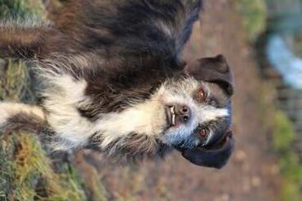Tips - aufgeweckter, kleiner Rüde