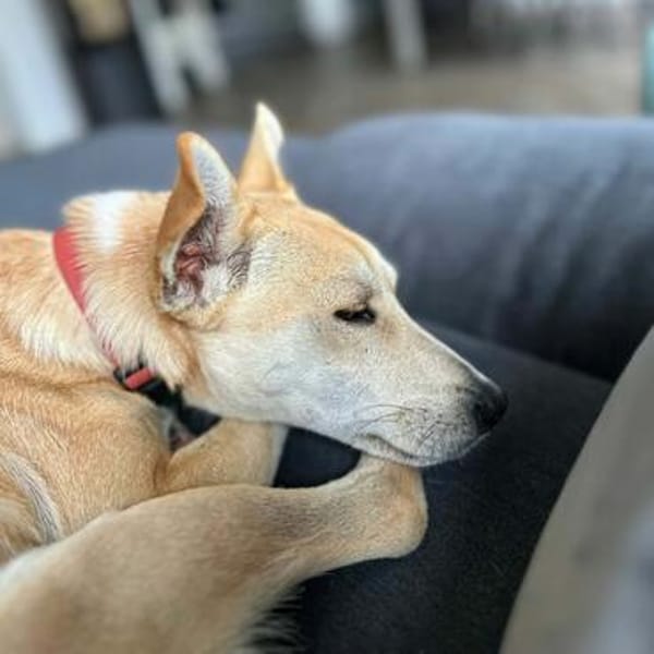 Felix - Lebensfreude sucht Körbchen