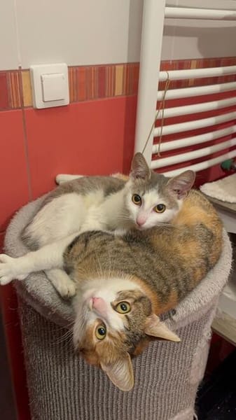 Wendy & Jenny Traumpärchen sucht Traumzuhause