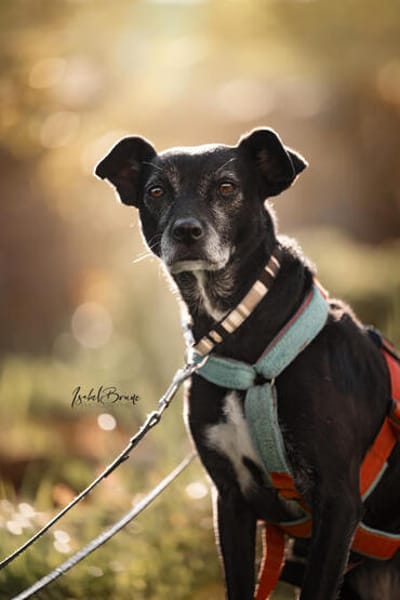 Bella, lieb und ängstlich,  sucht IHRE Familie