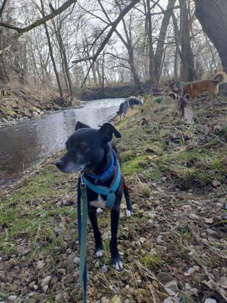 Bella, lieb und ängstlich,  sucht IHRE Familie