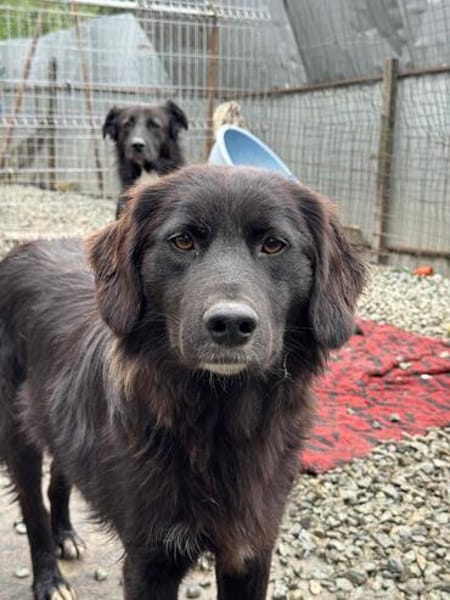 Mura 💖  Knuddeliges Hundemädchen sucht