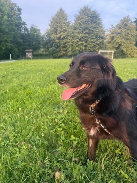 Mura 💖  Knuddeliges Hundemädchen sucht