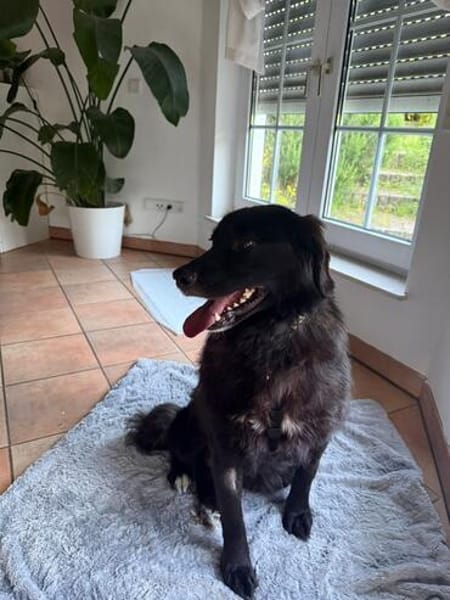 Mura 💖  Knuddeliges Hundemädchen sucht