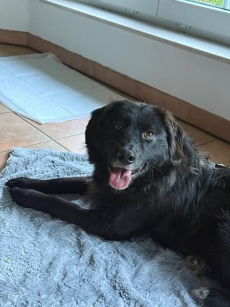 Mura 💖  Knuddeliges Hundemädchen sucht