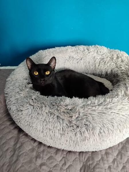 Menschenbezogener Kater Paris