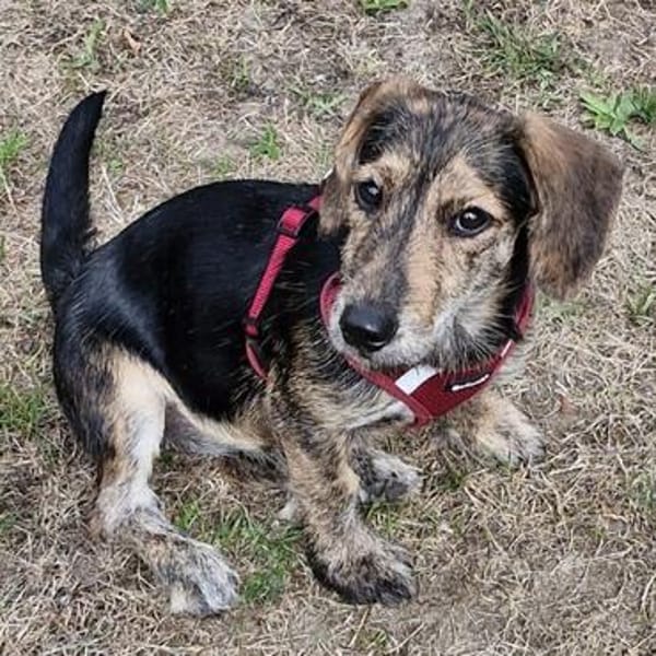 Maya💕wartet in 51469 Bergisch Gladbach