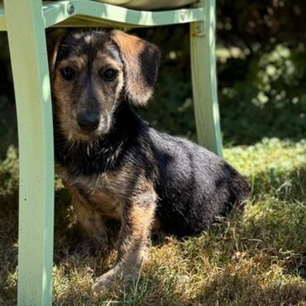 Maya💕wartet in 51469 Bergisch Gladbach