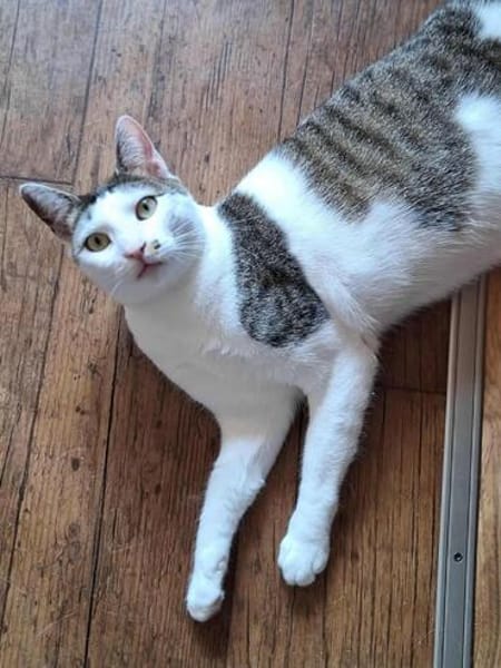 Margo - liebevolle, neugierige Katzendame sucht Zuhause