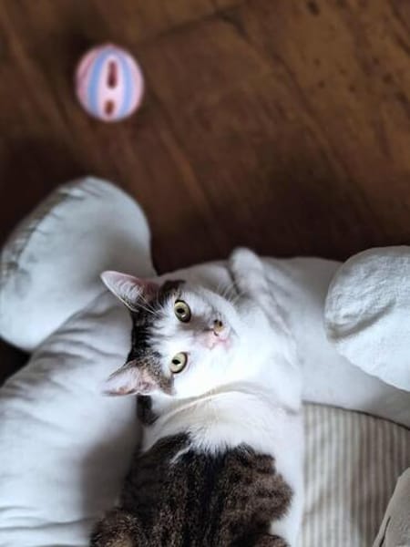 Margo - liebevolle, neugierige Katzendame sucht Zuhause