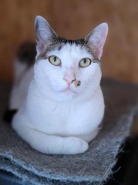 Margo - liebevolle, neugierige Katzendame sucht Zuhause