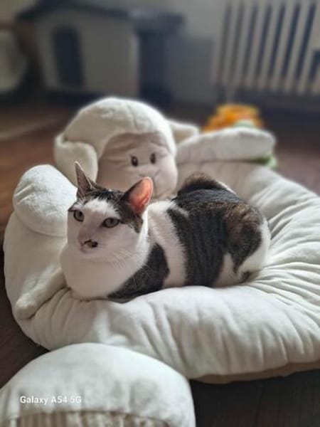 Margo - liebevolle, neugierige Katzendame sucht Zuhause