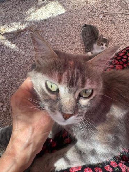 Freundliche, junge Katze Mami
