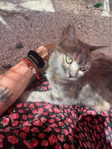 Freundliche, junge Katze Mami