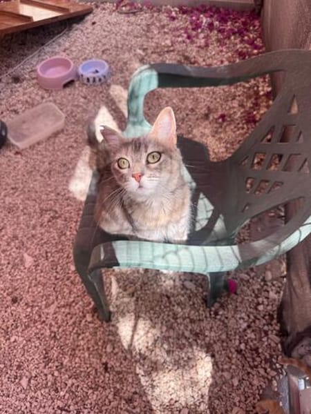 Freundliche, junge Katze Mami