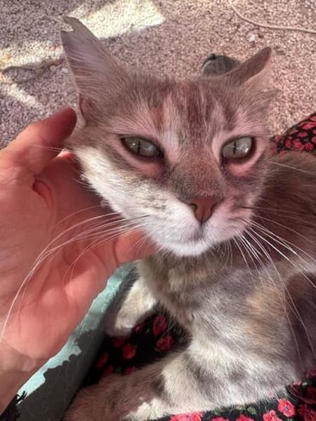 Freundliche, junge Katze Mami