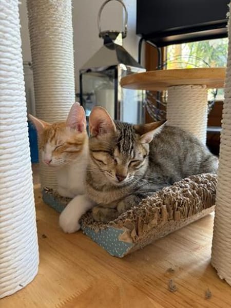 Kleo & Rhea suchen gemeinsam ein Zuhause