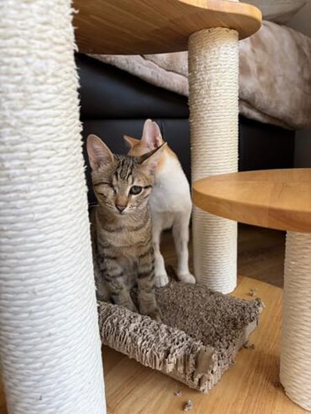 Kleo & Rhea suchen gemeinsam ein Zuhause