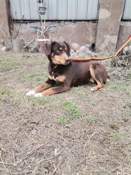 Bambi sucht ihre Menschen