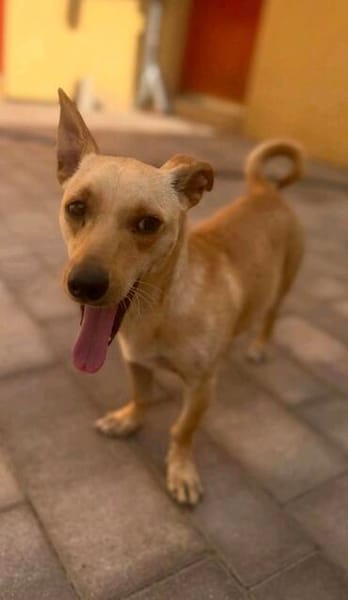 Lago (m 11/25) sucht seinen Kuschelmenschen