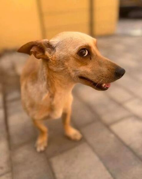 Lago (m 11/25) sucht seinen Kuschelmenschen