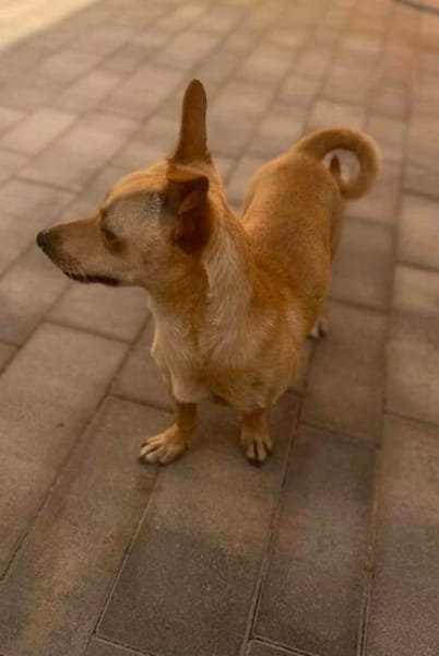 Lago (m 11/25) sucht seinen Kuschelmenschen