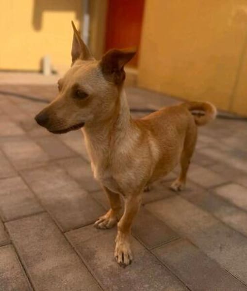 Lago (m 11/25) sucht seinen Kuschelmenschen