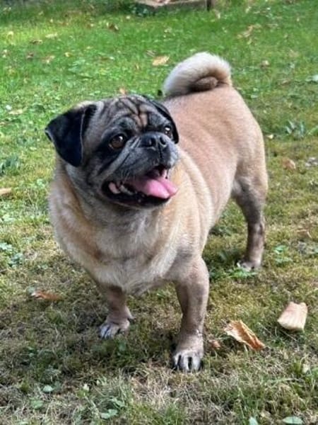 2 Möpse suchen dringend ein neues Zuhause