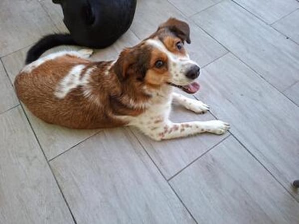 Babette Mix Hündin 5 Jahre in 72587