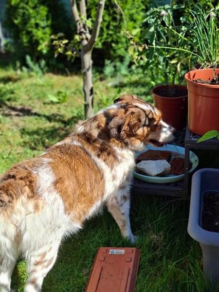 Babette Mix Hündin 5 Jahre in 72587