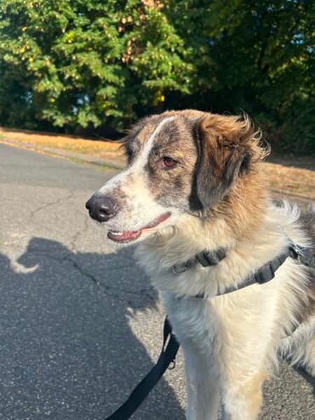 June sucht ein liebevolles Zuhause