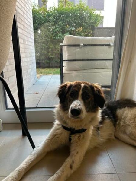 June sucht ein liebevolles Zuhause