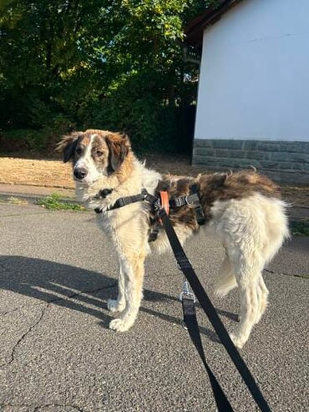 June sucht ein liebevolles Zuhause
