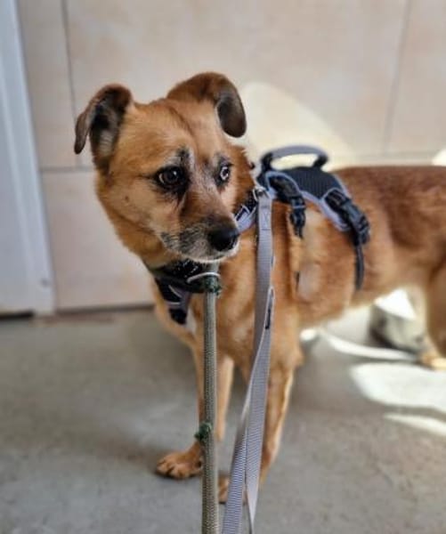 Lilo sucht ein Zuhause