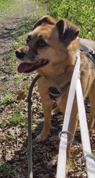 Lilo sucht ein Zuhause